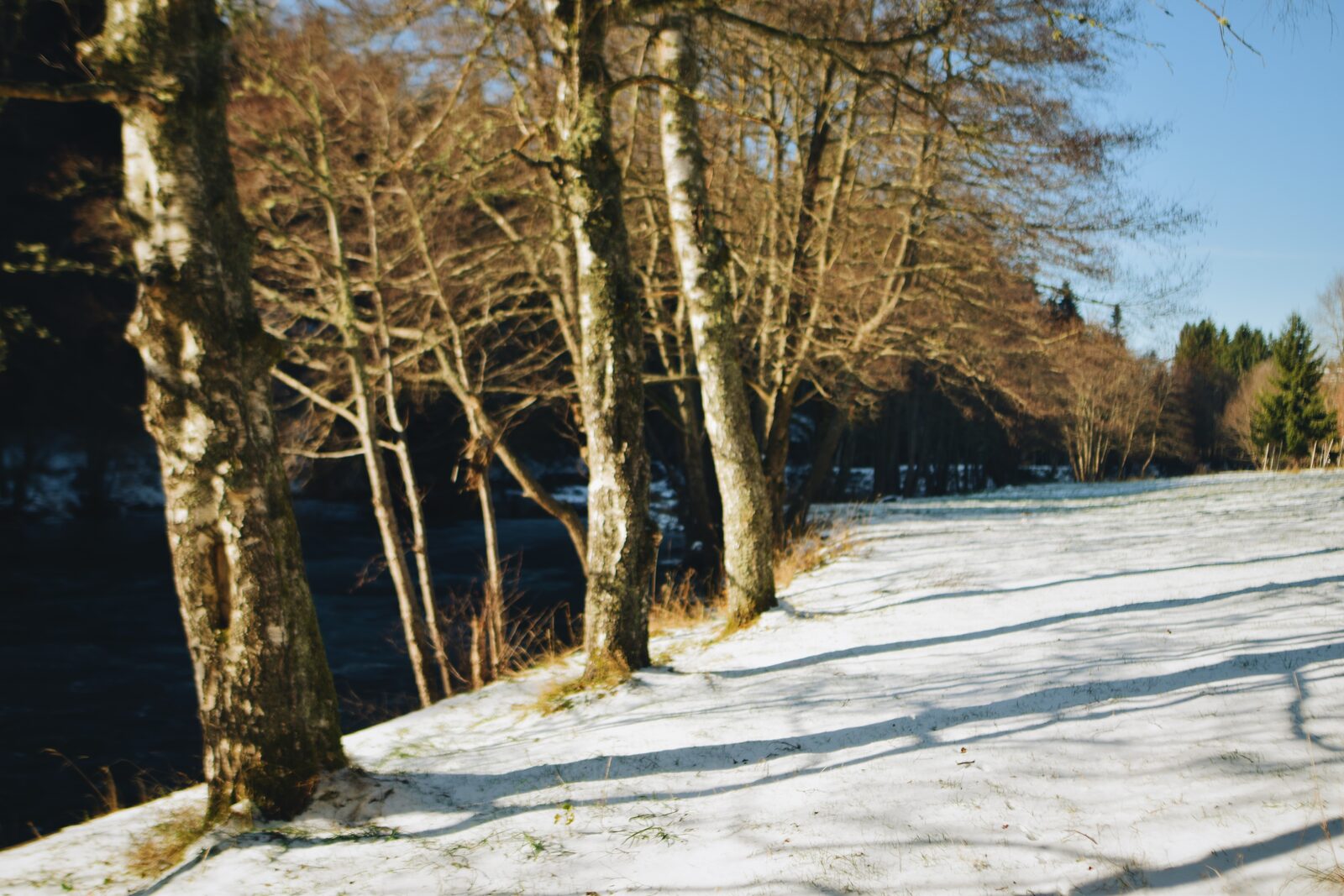 Le Cottage du Lignon, jardin en hiver